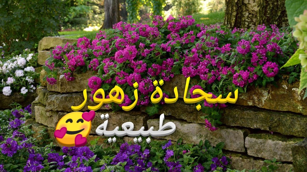 زراعة نبات فربينيا أجمل نبات مغطي للتربة