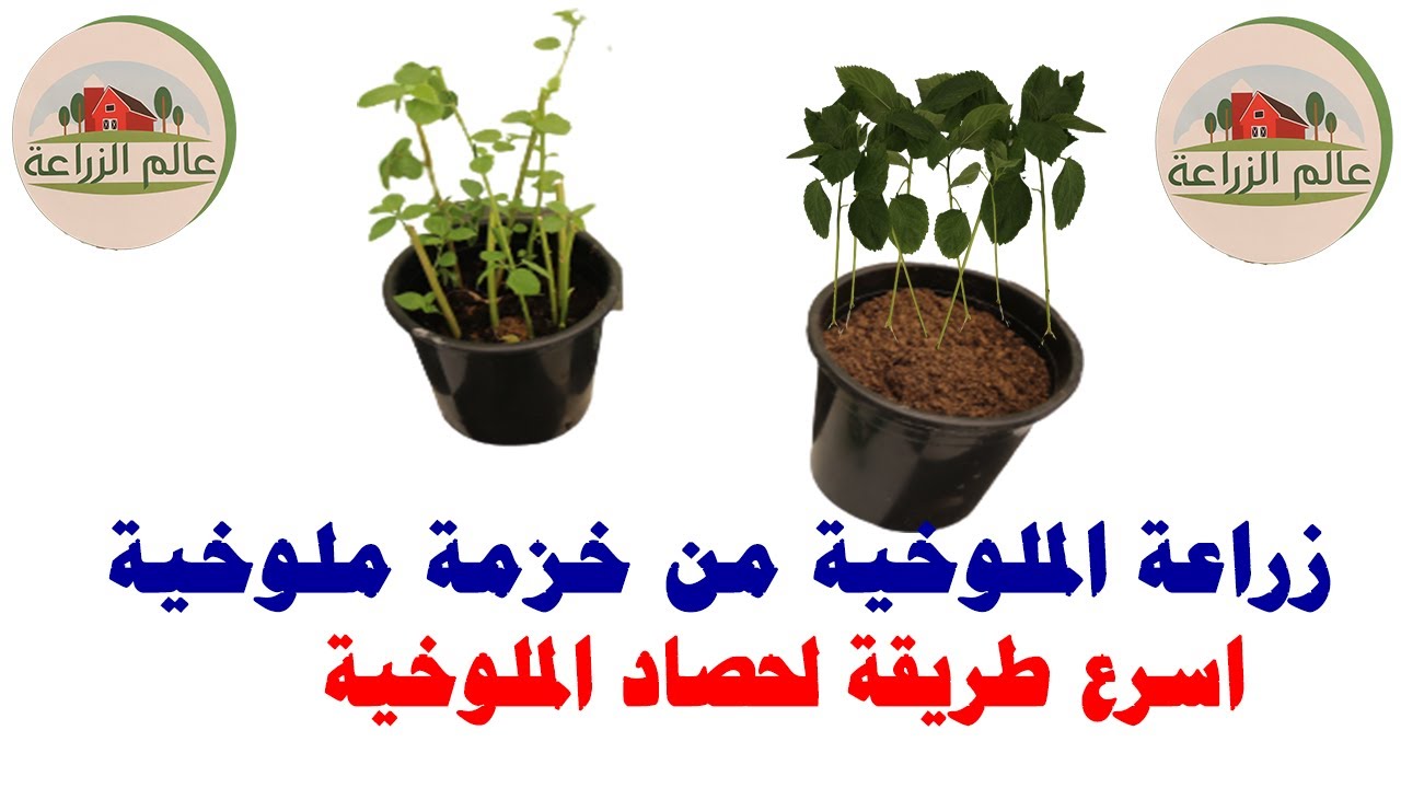زراعة الملوخية من حزمة ملوخية من السوق اسرع طريقة لزراعة الملوخية و الحصاد بعد ثلاث اسابيع