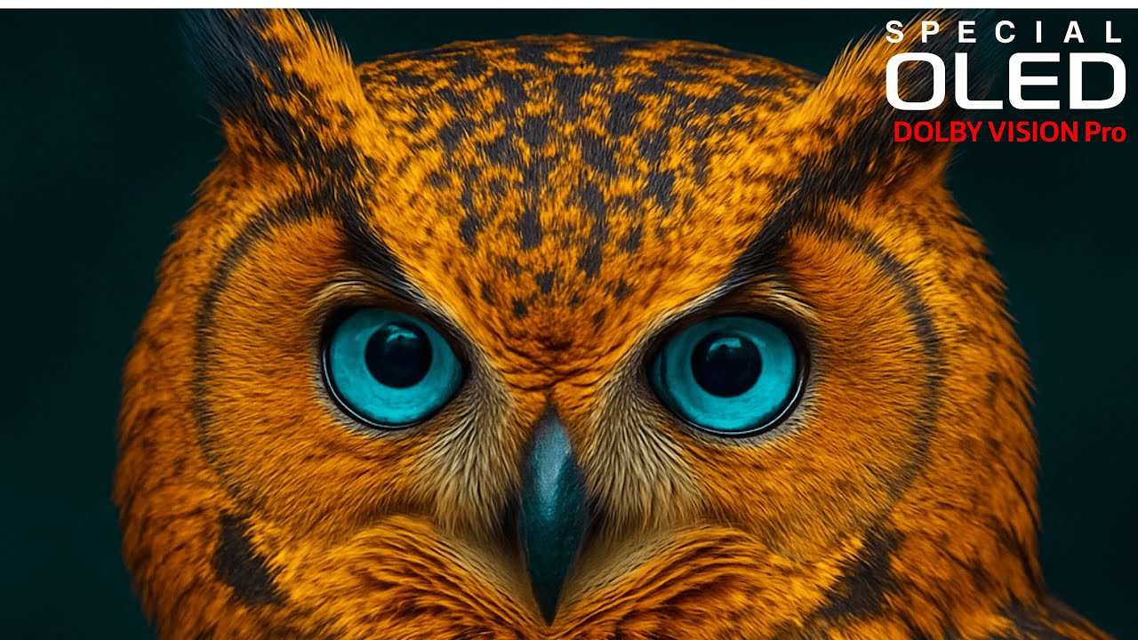 Incredibly Beautiful 8K Videos In Dolby Vision 4K HDR