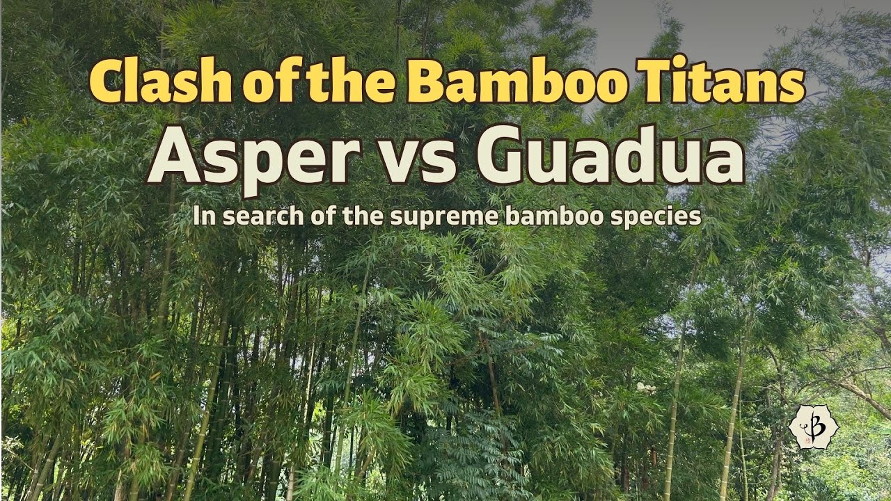 Аспер против Гуадуа: Битва бамбуковых титанов