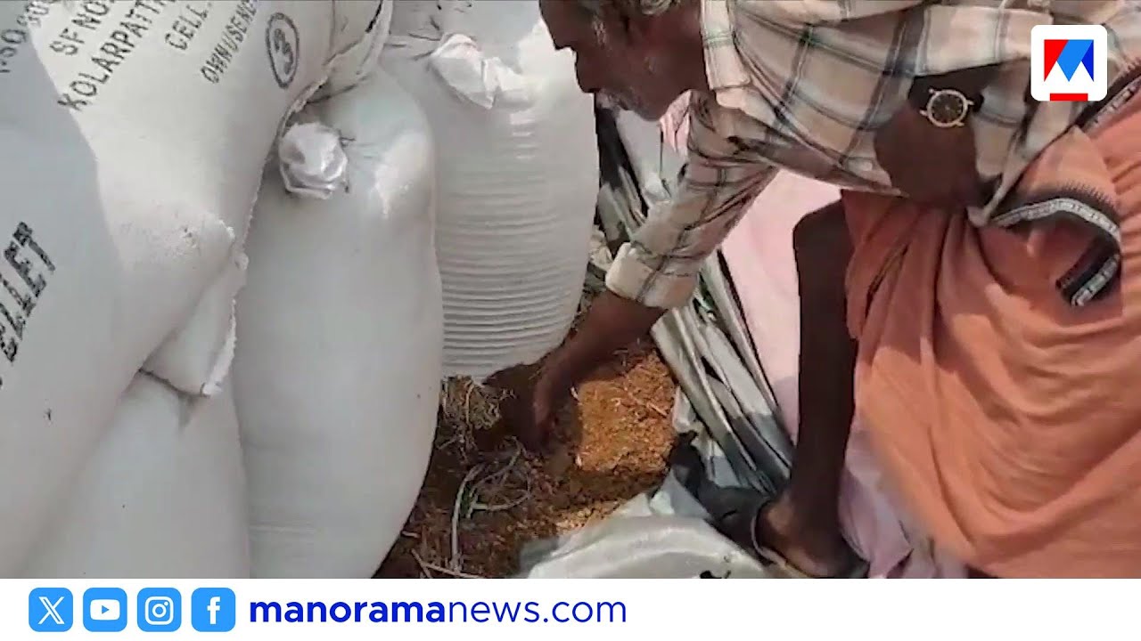 സംഭരണം നടന്നില്ല; മഴയില്‍ നശിച്ചത് 30 ടൺ നെല്ല് | Paddy Destroyed in Summer Rain | Supplyco