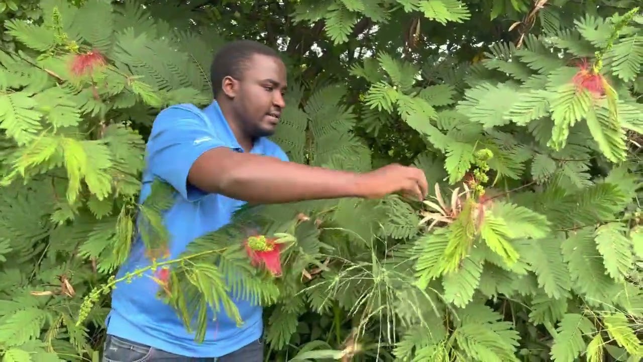 CALLIANDRA The king fodder shrub! its a must have for every livestock farm here is why!!!