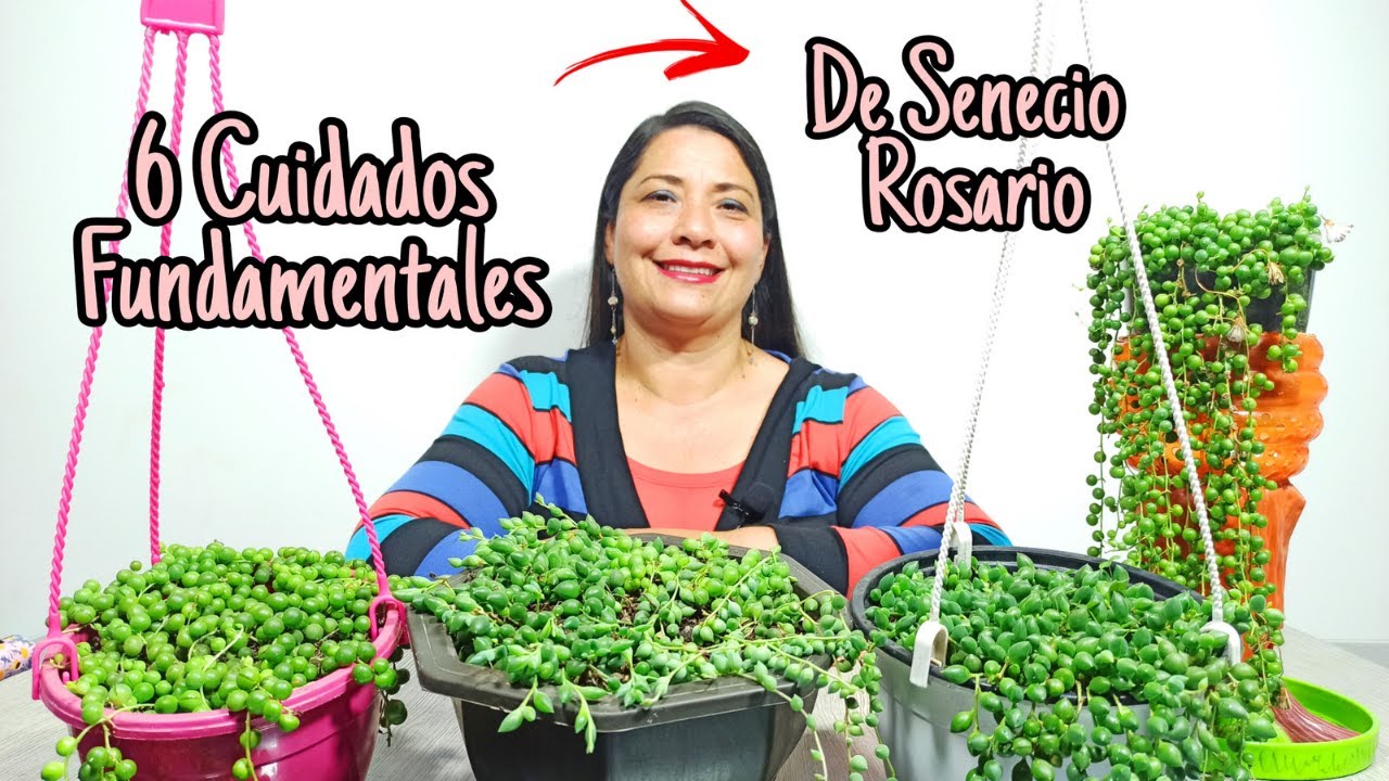 Guía completa para cultivar SENECIO ROSARIO