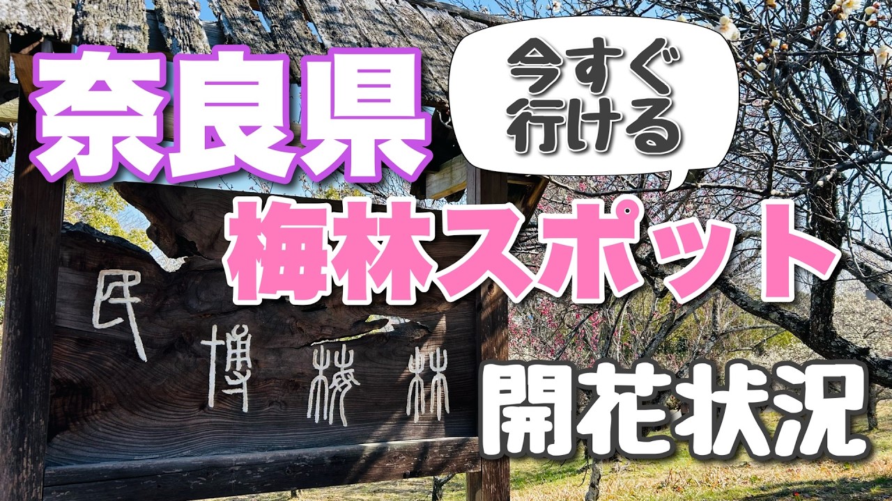 【奈良ドライブ】いますぐ行ける、奈良の梅林スポット。開花状況をチェック！