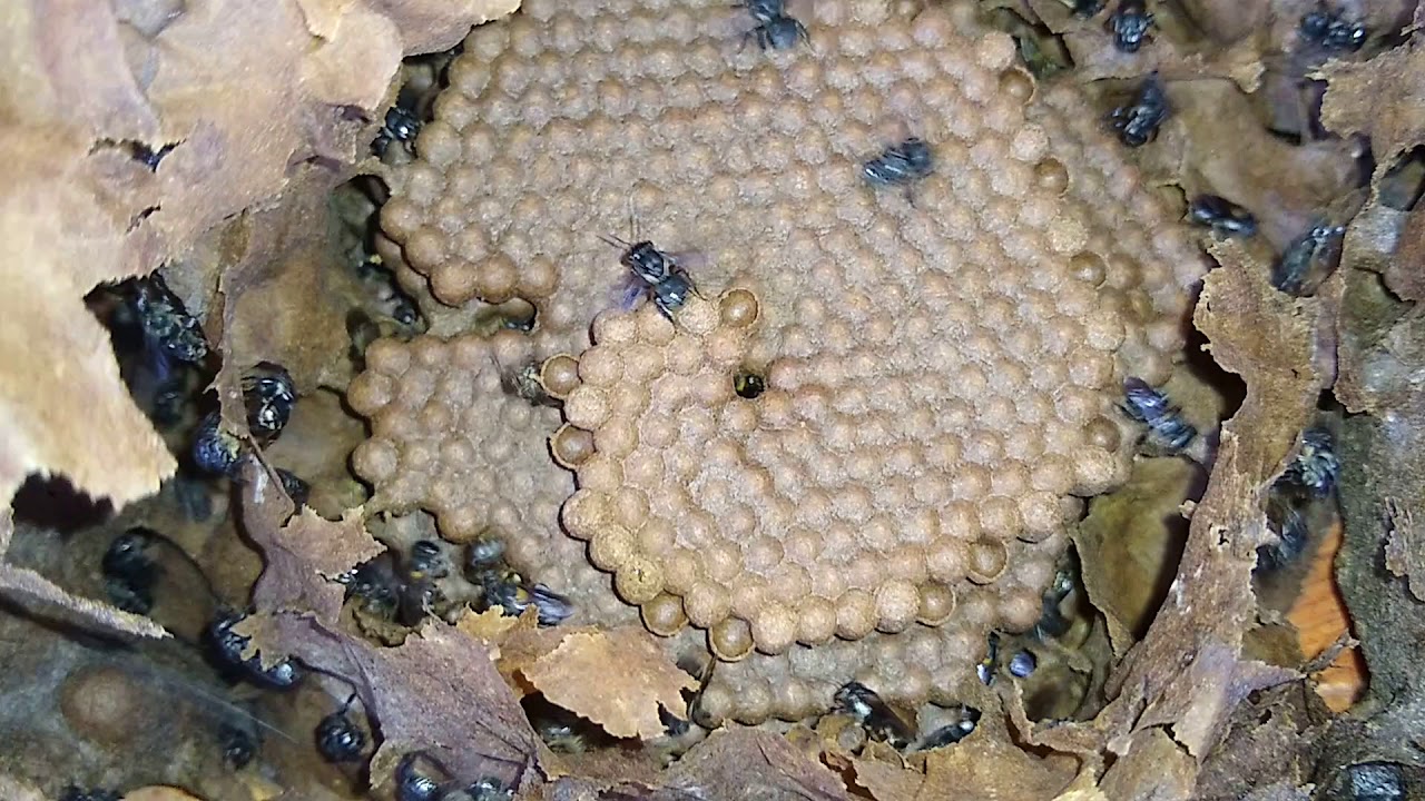 Divisão de abelha Tubuna com 2 meses