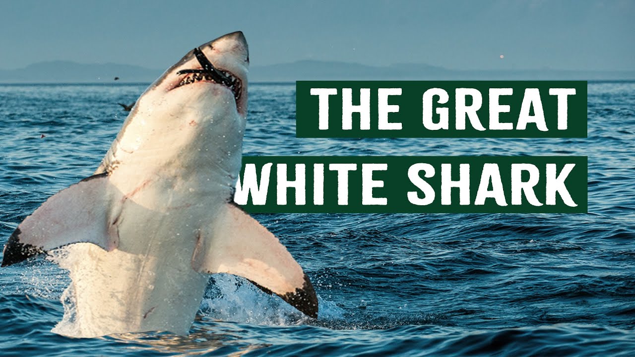 The Hidden World of Great White Sharks | Apex Predator Documentary