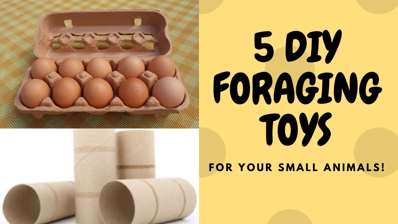 HOW TO MAKE 5 DIY FORAGING TOYS YOUR RATS WILL LOVE