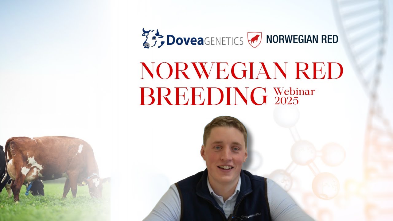 Dovea Genetics Norwegian Red Breeding Webinar 2025
