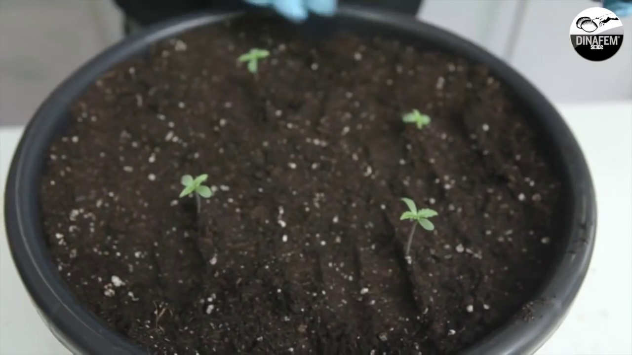 How to make a cannabis selection: Dinafem breeding project