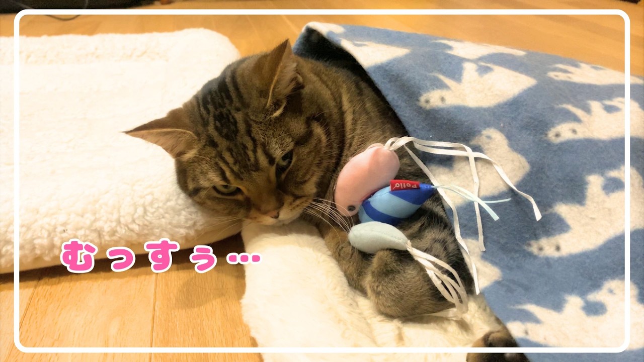 【ほっけ】この後しっかり逆襲されました。笑【アメショ】#猫