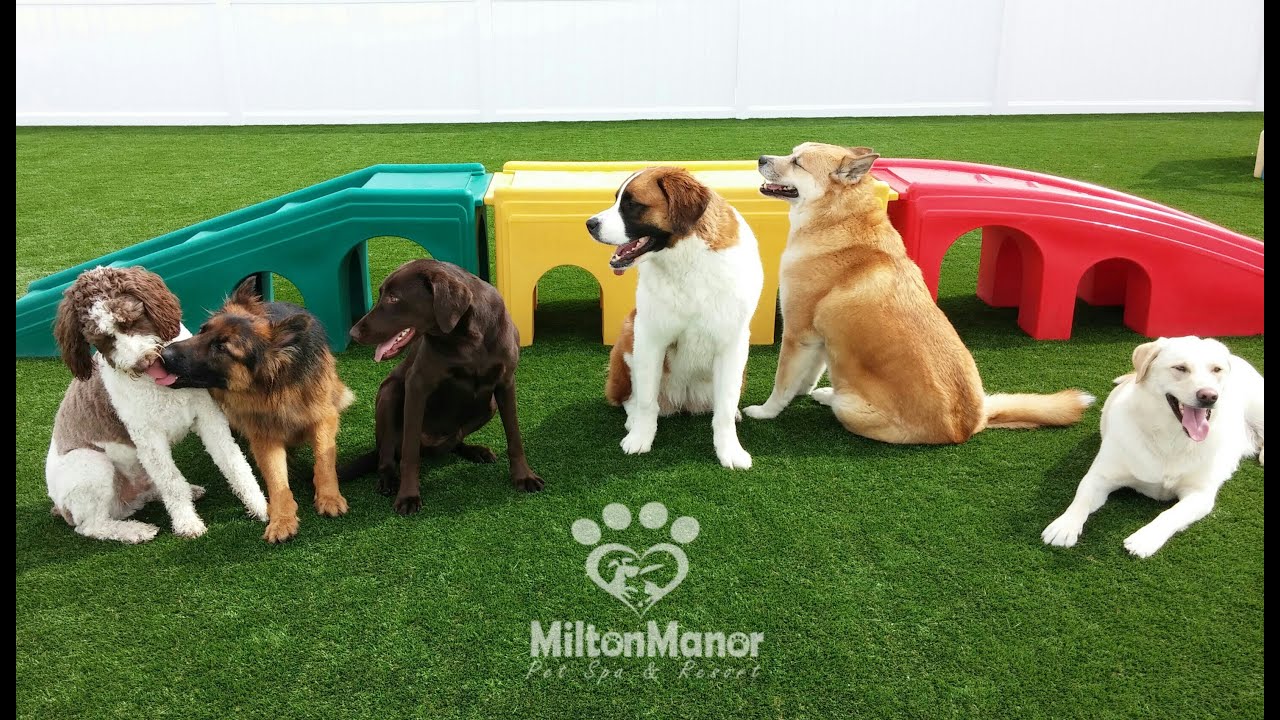 Doggie Daycare Movie