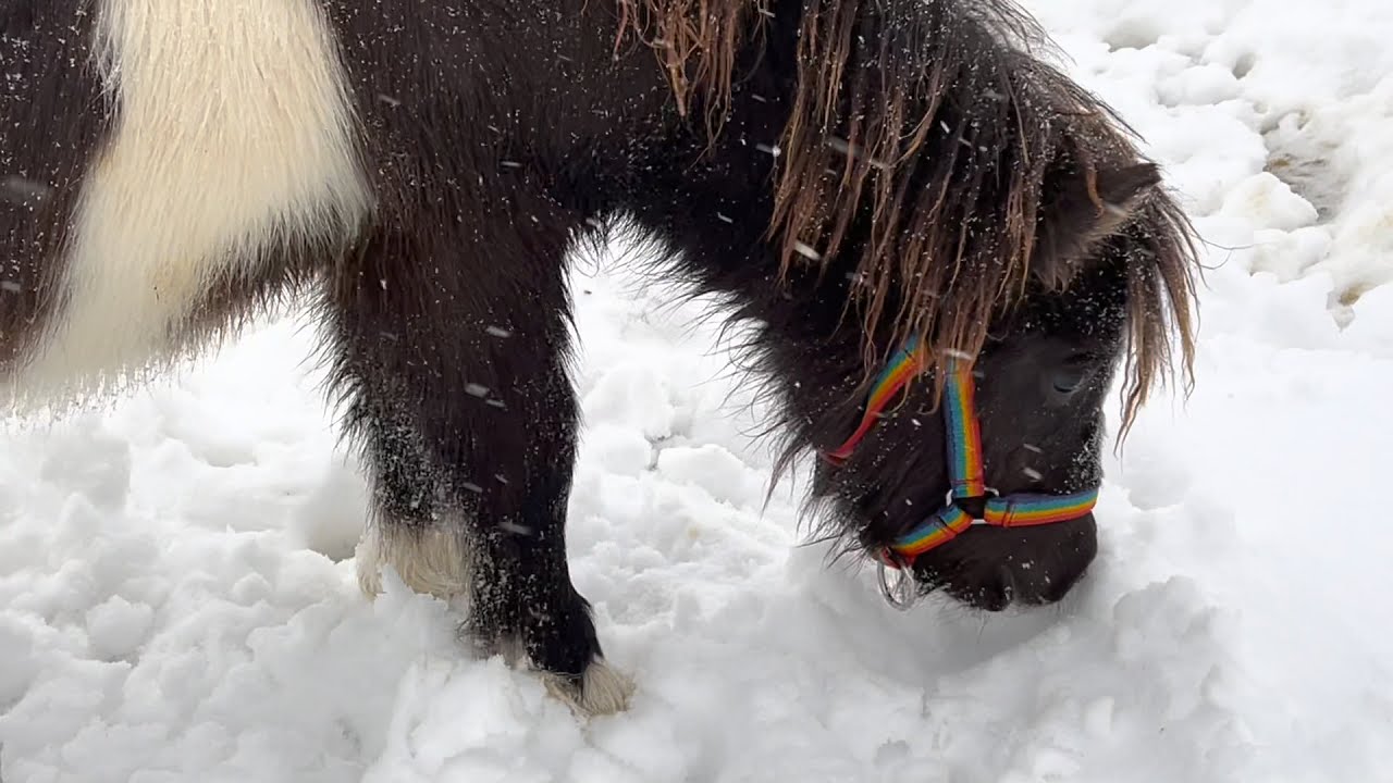 Wie reagiert Mini-Fohlen Keramik auf Schnee? Zum ersten Mal Schnee in seinem Leben :)