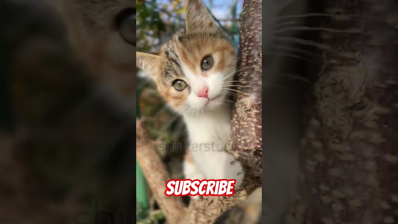 cat viral video 