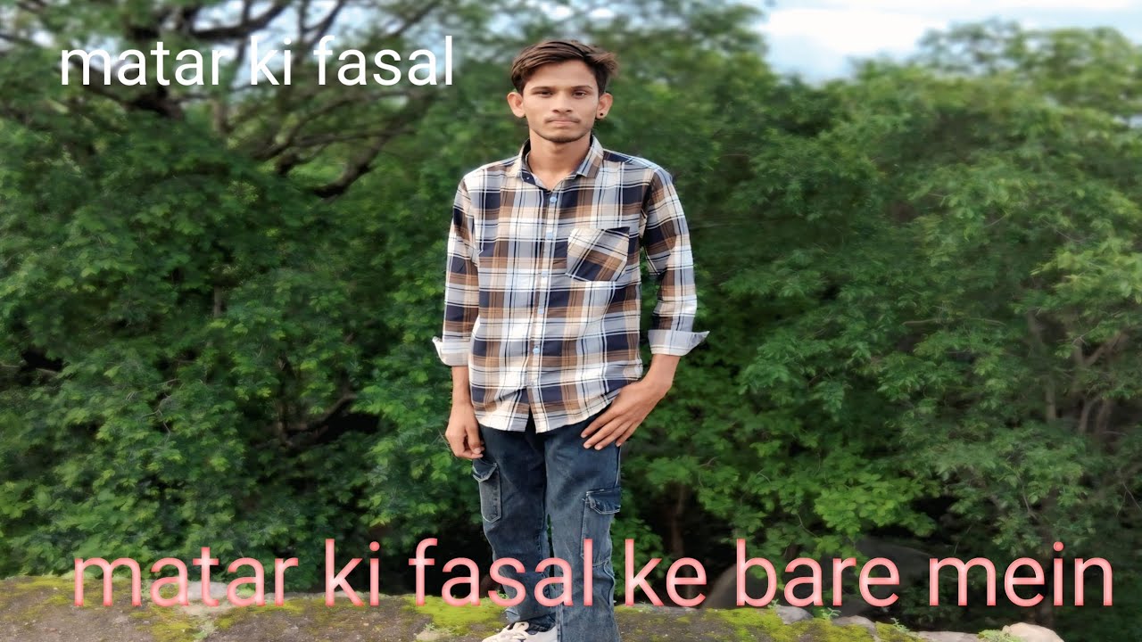Matar ki fasal mein dawai kaise dalen phool vardhak aur paudha majbut banane ki video 