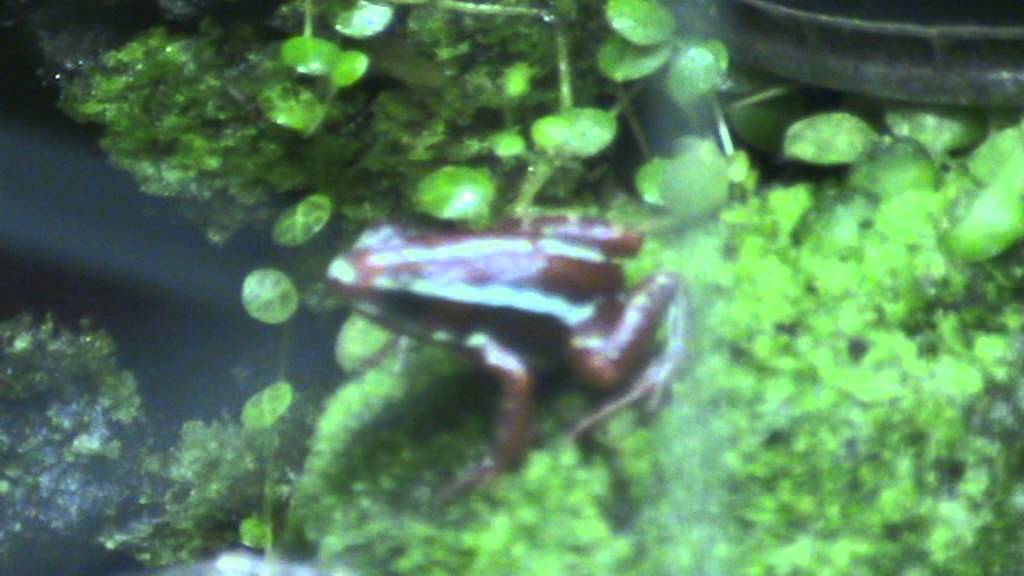 tropische kikkers Epipedobates tricolor 