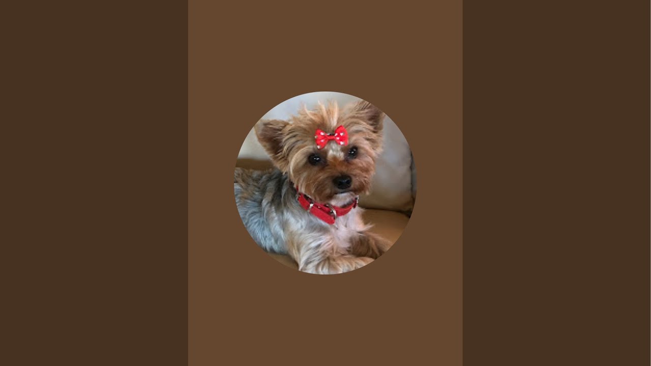 Yorkie Makai’s Life Journey is live!