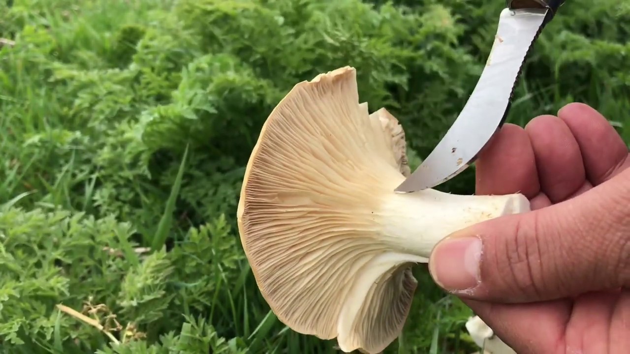 MENDEK-MENDİK OTU VE MANTARI (Pleurotus nebrodensis)