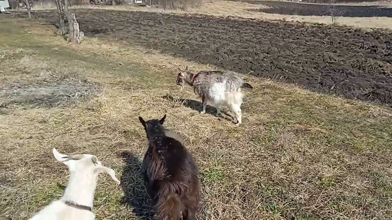 Пришла весна