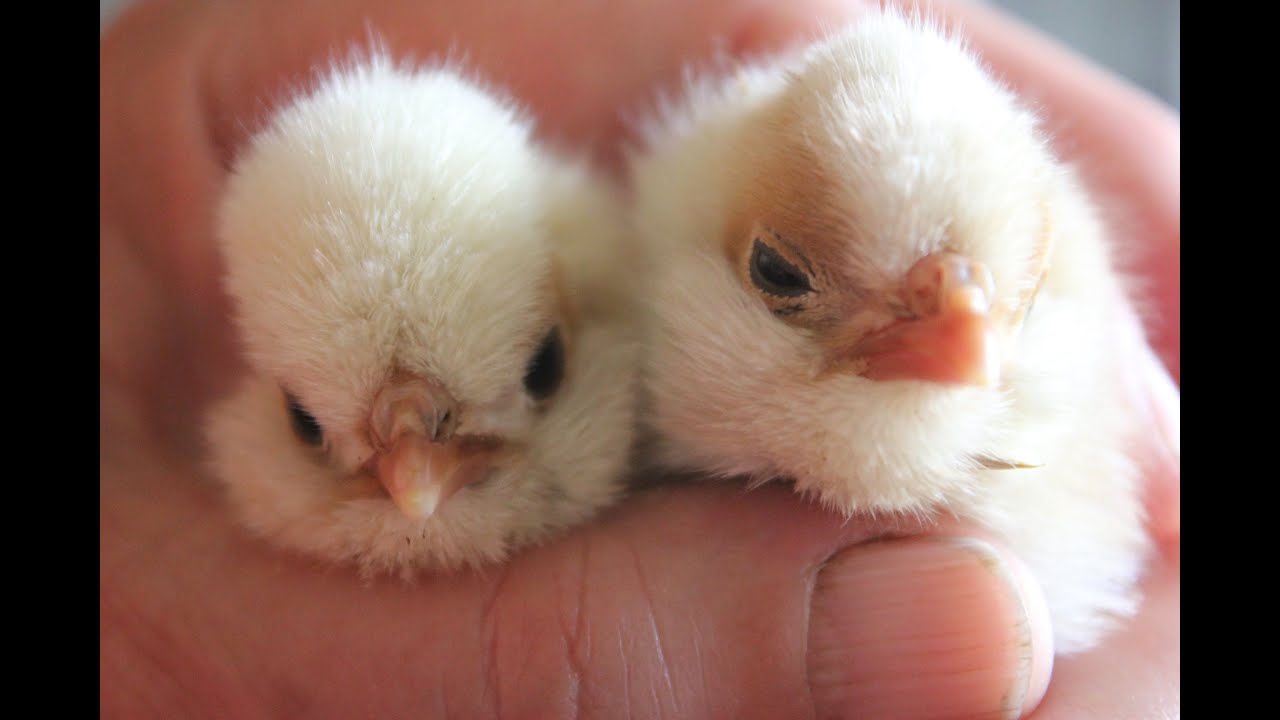 Polish hens don't go broody, sez who? La poule Padoue, non couveuse? Gallina Paduana clueca