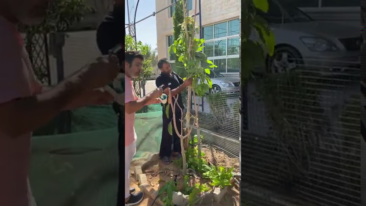 تقزيم الاشجار لجعل جذع (ترنك)الشجرة بالحجم المناسب