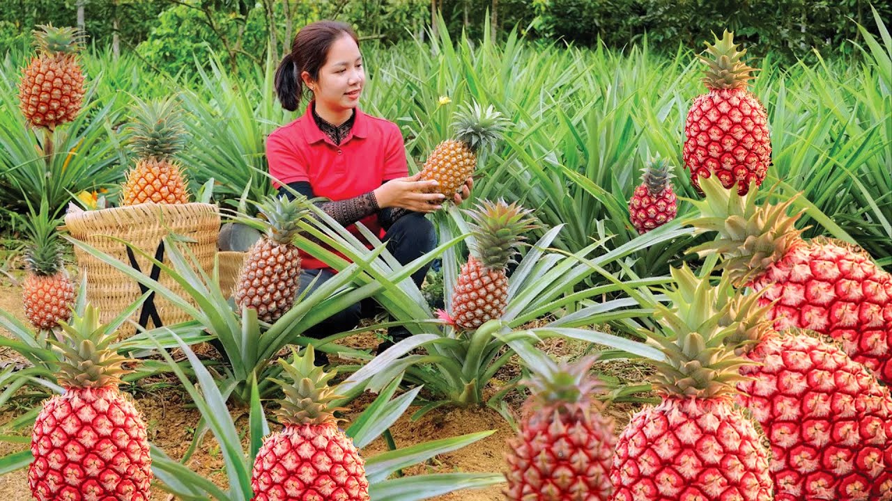 Harvesting GIANT Red & Golden Pineapples &ndash; Unbelievable Exotic Fruit Harvest in Countryside
