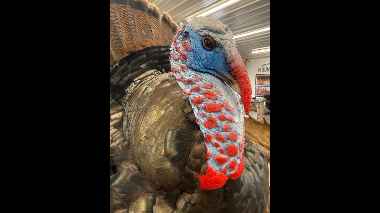 Let’s talk turkey hunting, trophy care instructions , safety. Rodney Elmer & Mountain Deer is live!