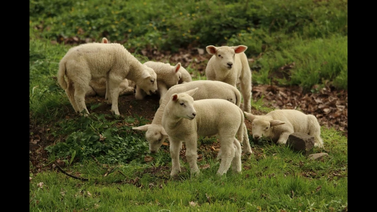 38 Sangele Mielului Pascal