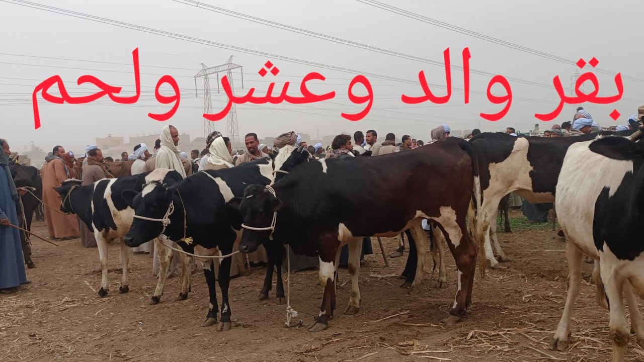 أجمل أسعار للبقر الوالد والعشر واللحم بسوق البرين ١٧/ ٣/ ٢٠٢٦م