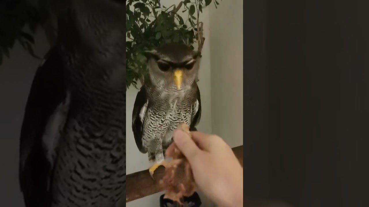 Trumpet Owl calls to play Tug O War