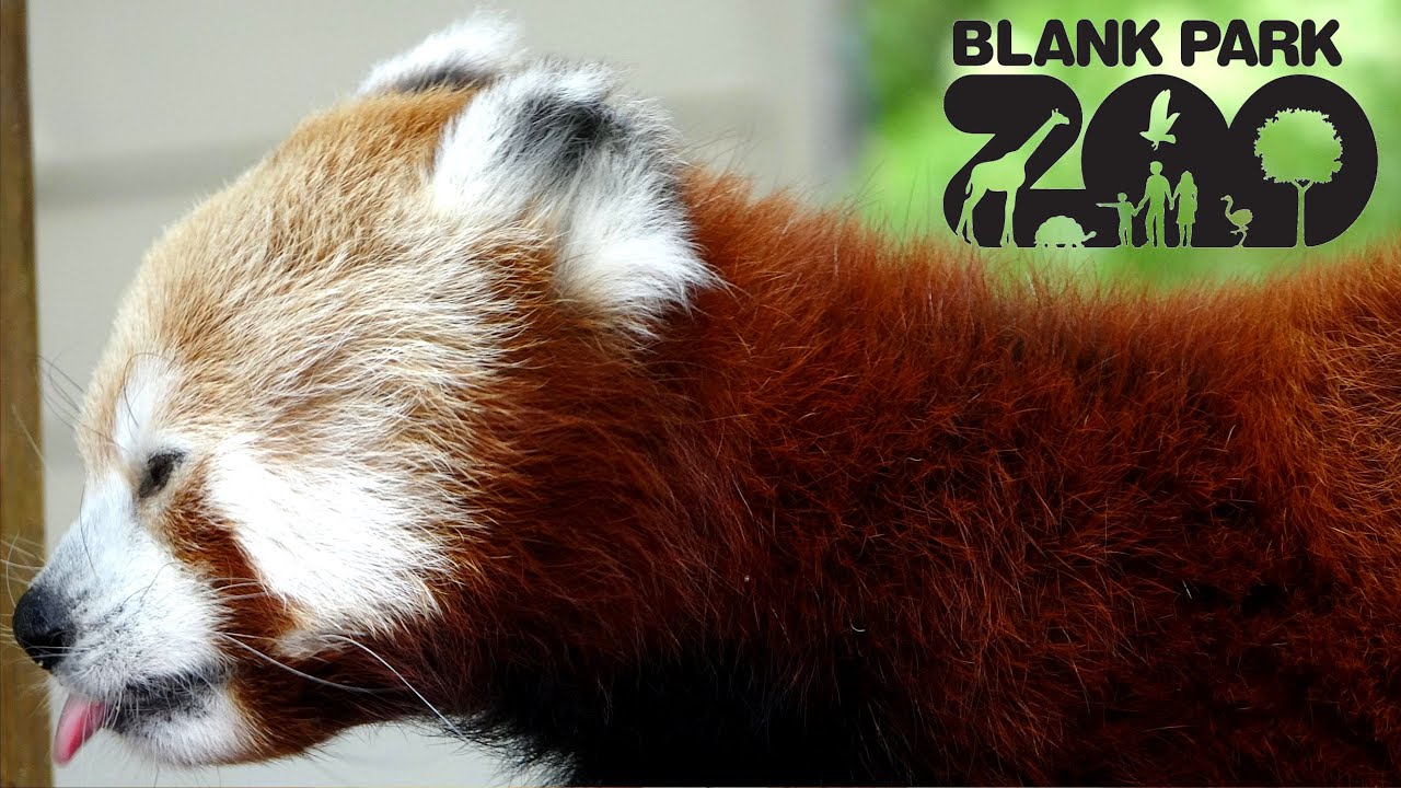 Blank Park Zoo (Des Moines Iowa) Tour & Review with The Legend