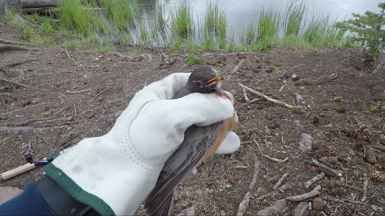 Poor birb got hooked on the Grand Mesa