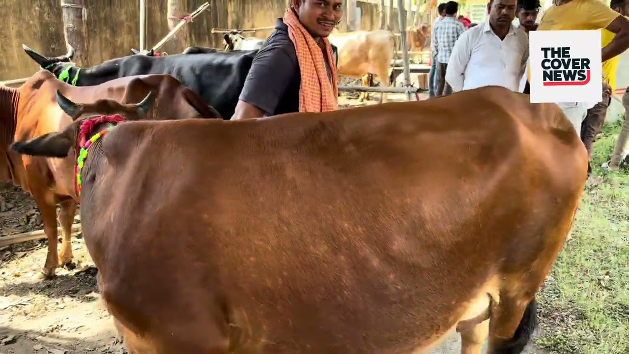 गोड्डा पशु मेला में पहुचा 25 लीटर दूध देने वाली गाय !
