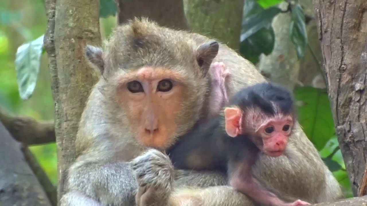 Newborn Baby Monkey Feeling Happy And Happy Animal Live 