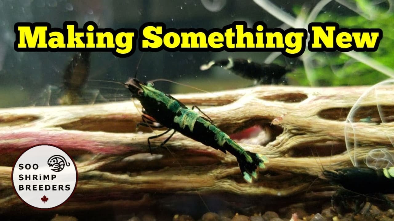 Mixing Shrimp - Good or Bad?