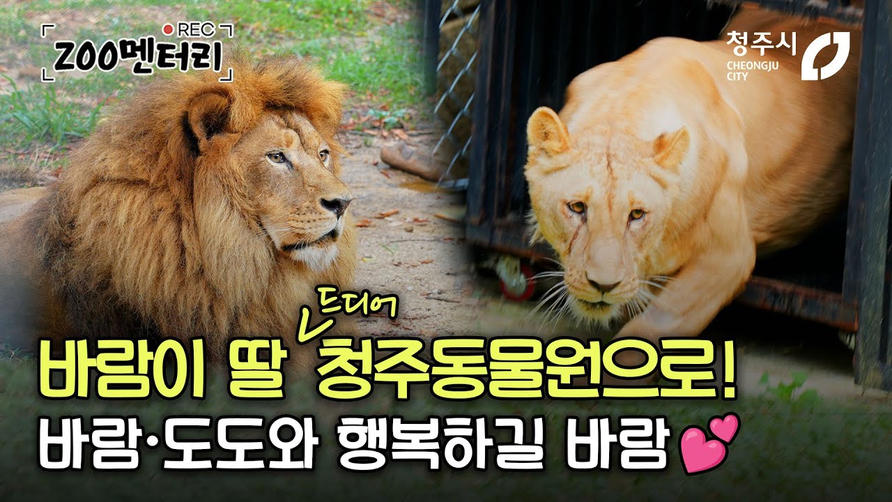 바람이딸 이송작전 성공! 청주동물원에서 바람이·도도와 행복하길 바람~