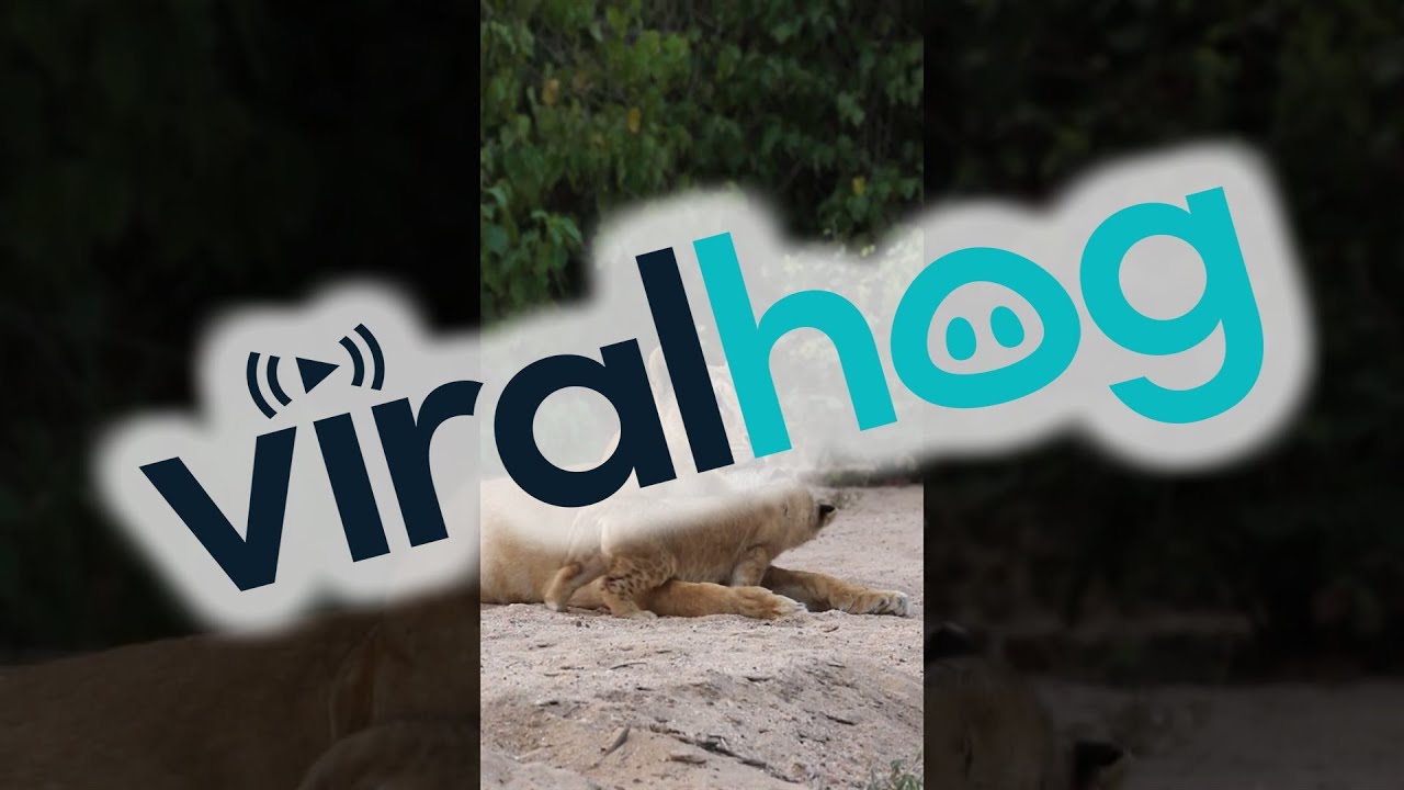 Lion Cubs Cuddles With Mom || ViralHog