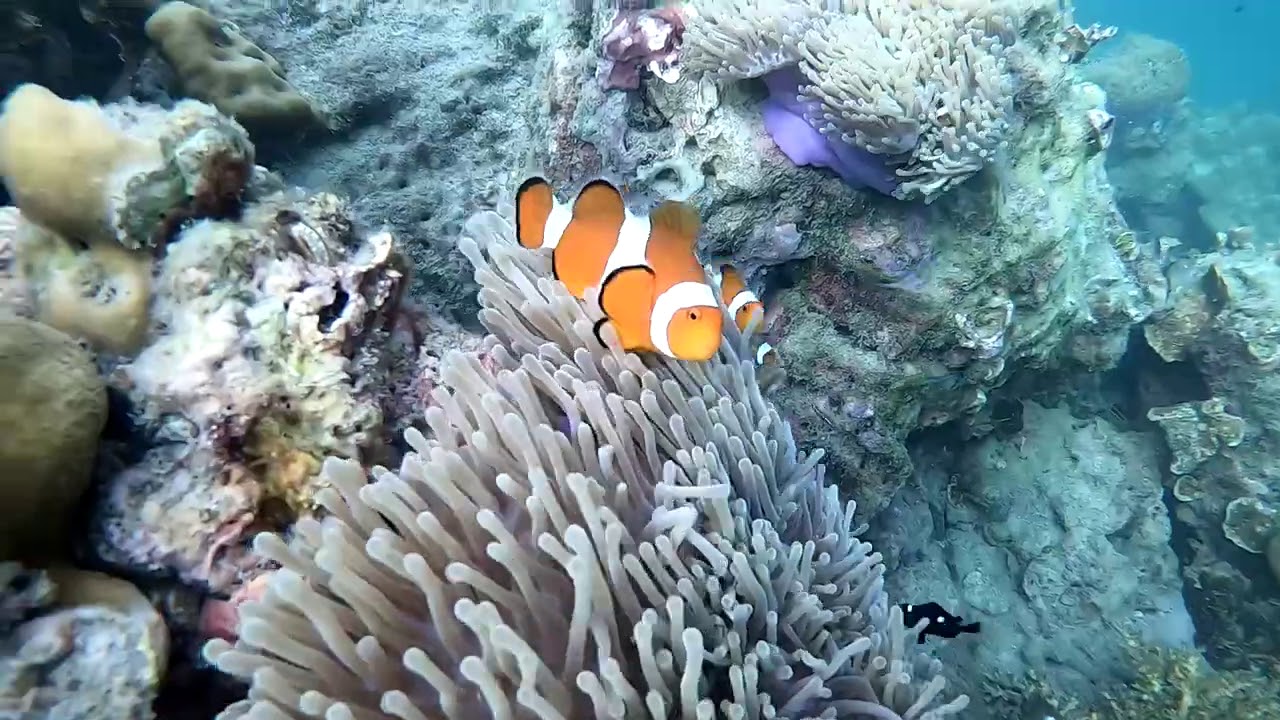 THE SEVENSEAS RESORT