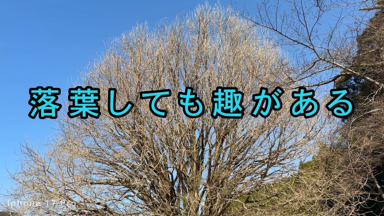 Flow 2 Pro + iphone17pro + Ace Pro で撮ってみた