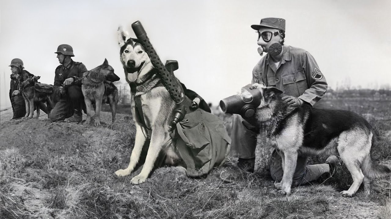 10 Fierce Dog Breeds Used in Wars