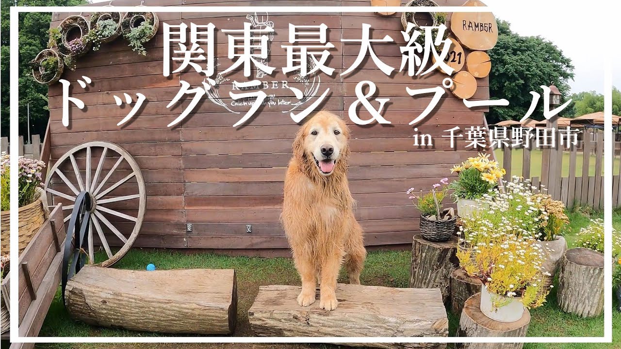 【RAMBER DOG FIELD】 関東最大級のドッグラン＆ドッグプール ゴールデンレトリバー ドッグラン ドッグプール