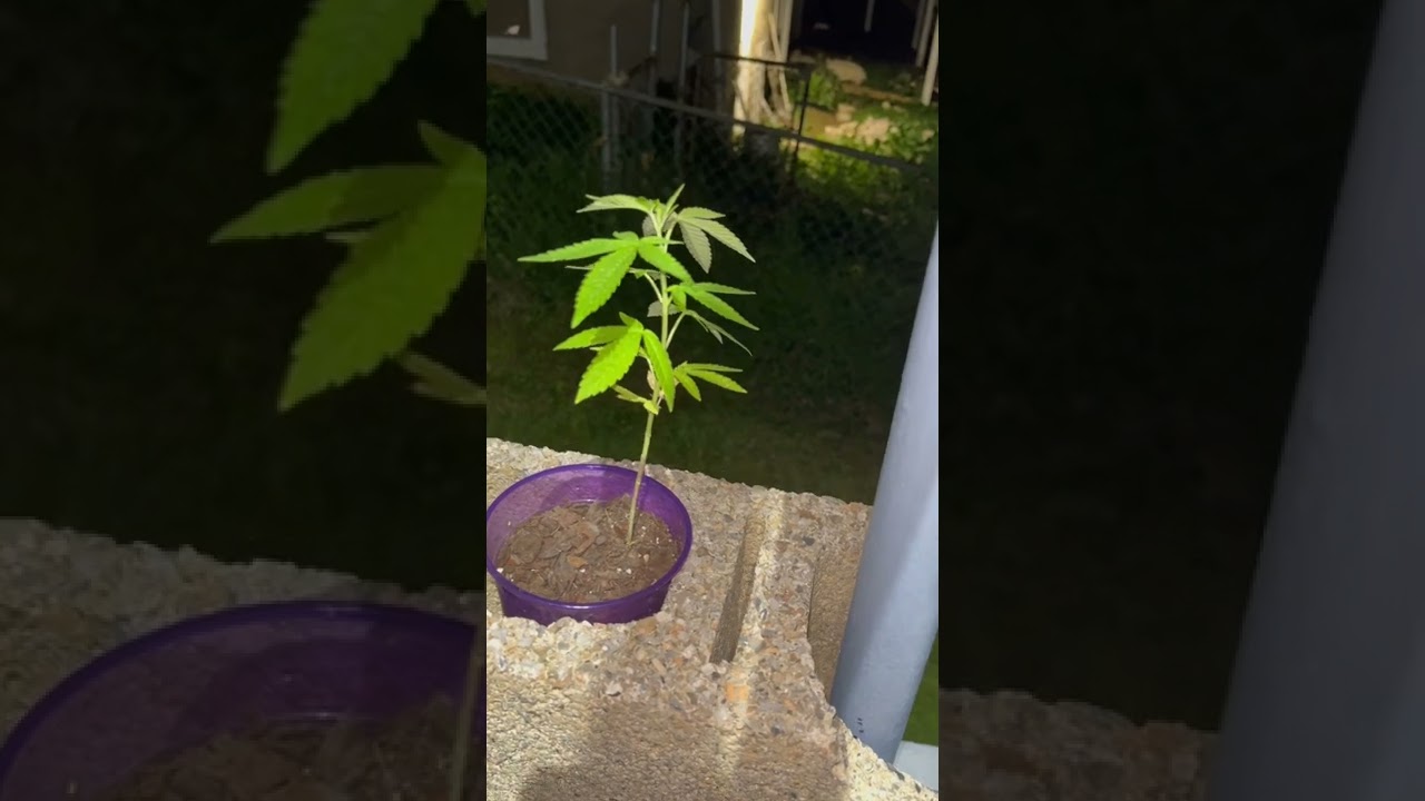 Plant&reg;️ Progress Report&reg;️ Blackberry&reg;️ GLeaf&reg;️ TheGrowBoss&reg;️ Maryland State, USA 🇺🇸