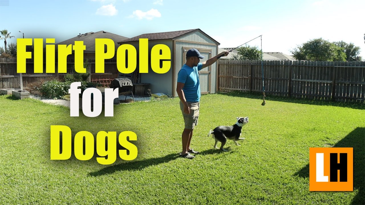 This Flirt Pole Interactive Toy is the BEST way to keep your dog active!