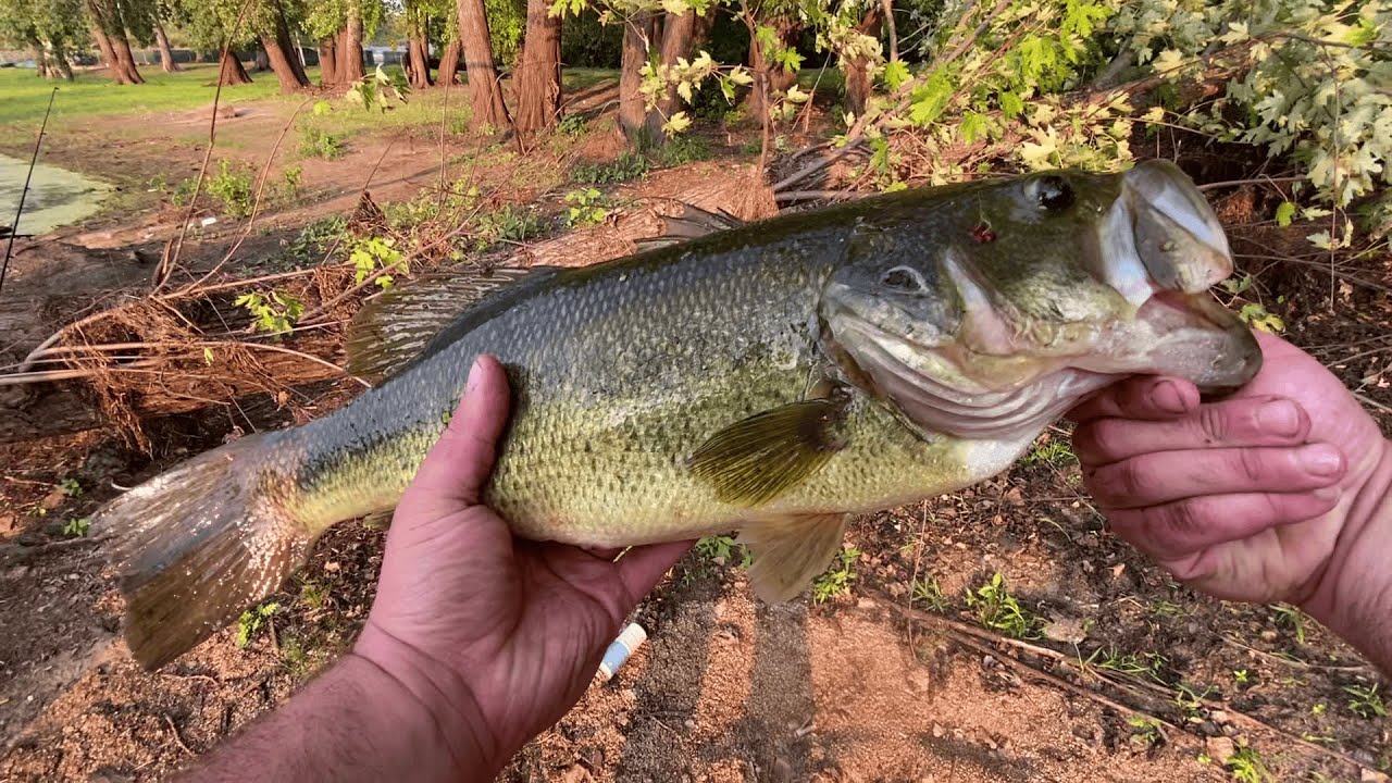 I Never Caught This On Cut Bait Before