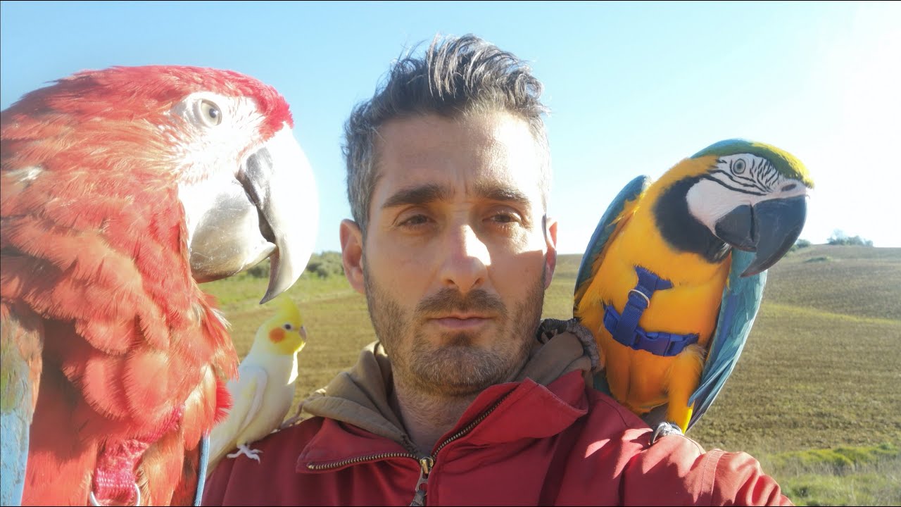 🦜NINFA CANTANDO y VOLANDO LIBRE con GUACAMAYOS (Capitán POLLITO,JORDAN💓ALBA)
