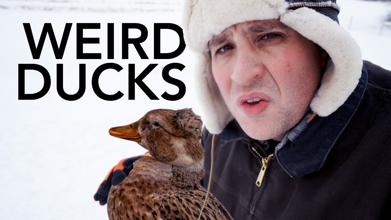 Breeding Freak Ducks
