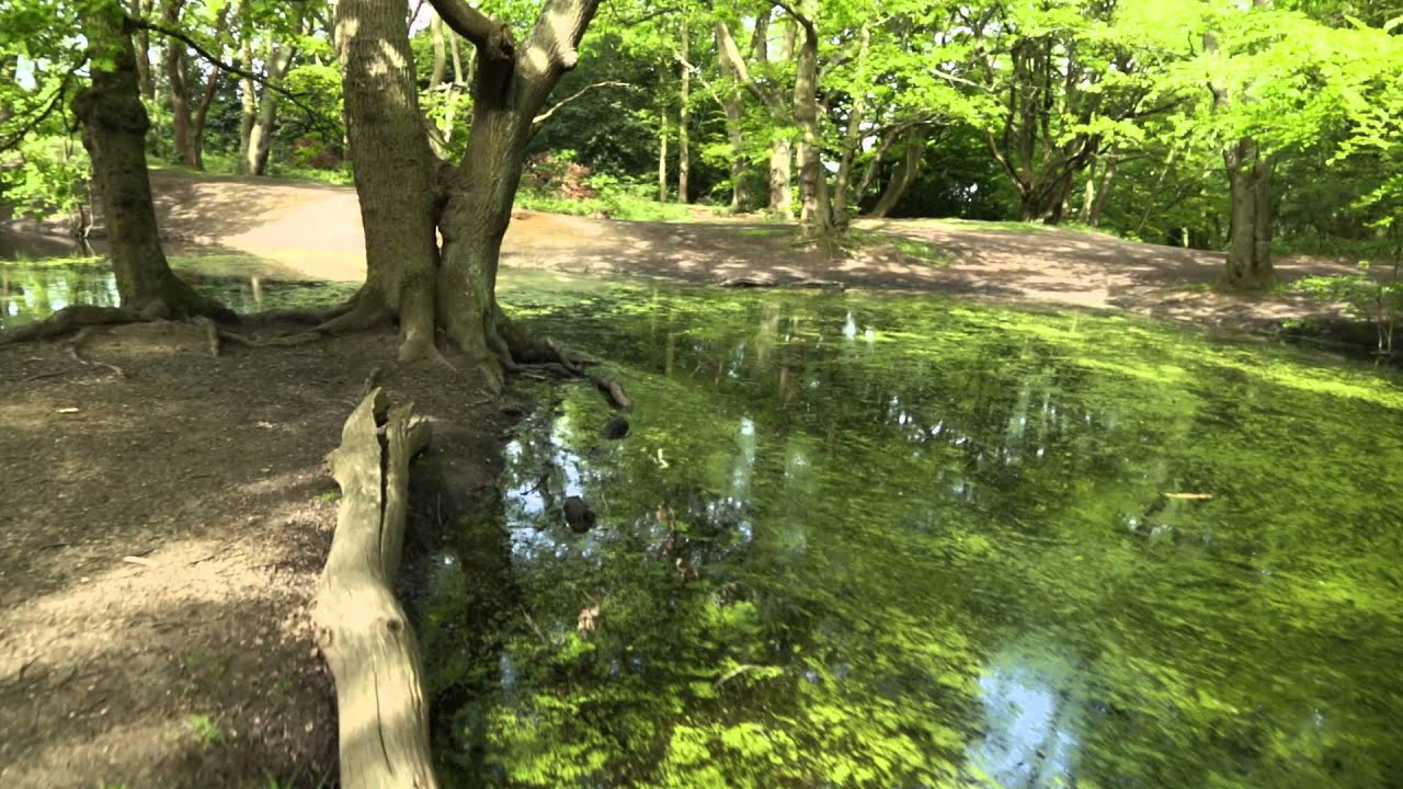 West Heath: Beautiful forest part of North London's Hampstead Heath