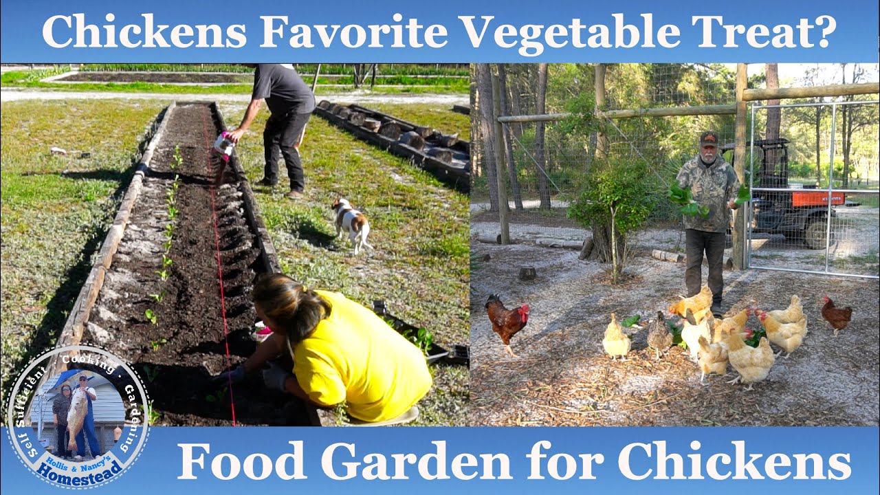 Growing Chickens Favorite Vegetable Treats