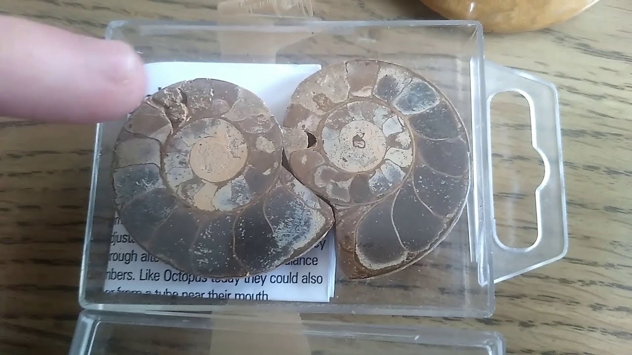I INHERIT A FOSSIL COLLECTION Unboxing (Snake Island Exotics)