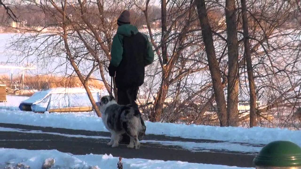 Archie (Australian Shepherd) Boot Camp Dog Training demonstration