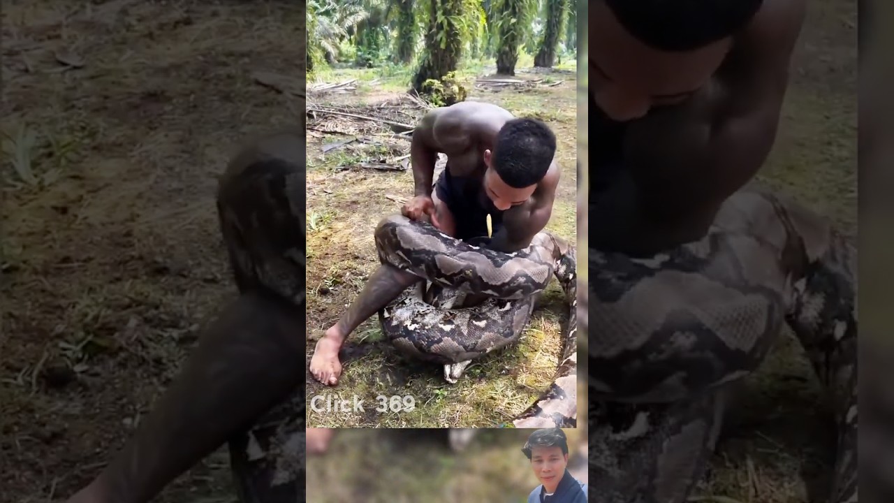 Reticulated Python vs Human &ndash; Unbelievable Confrontation